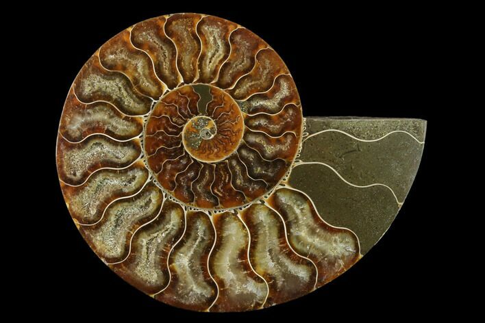 Agatized Ammonite Fossil (Half) - Madagascar #139662
